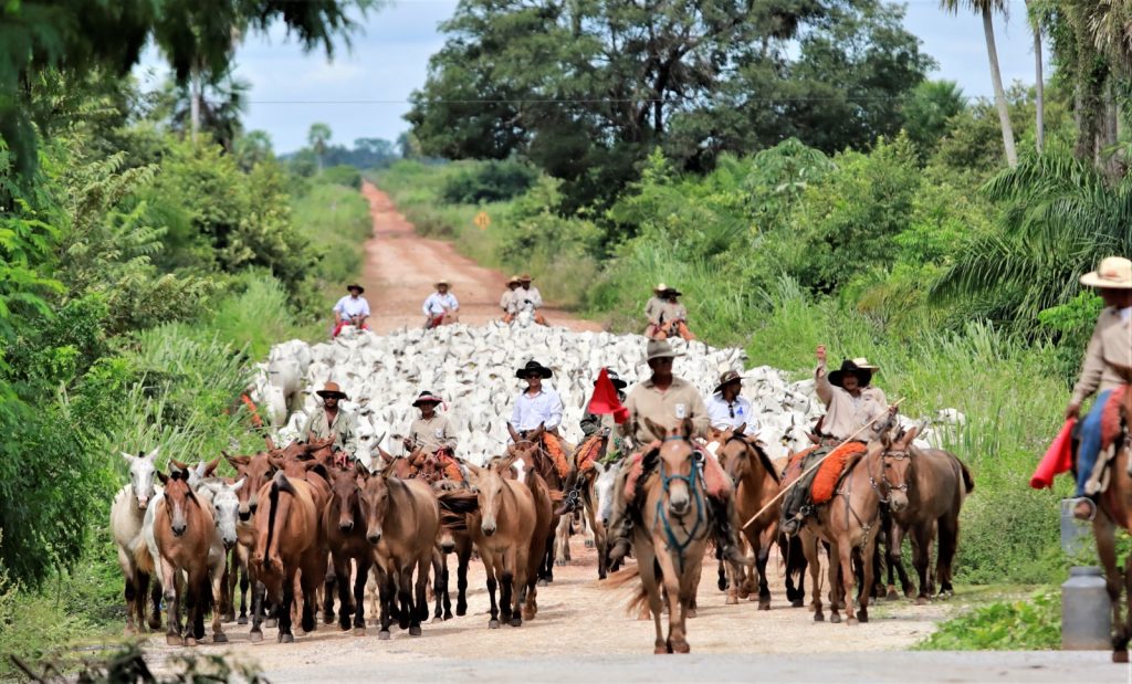 Além da agricultura, a pecuária segue como um dos pilares da economia sul-mato-grossense (Foto: Saul Schramm/Secom)
