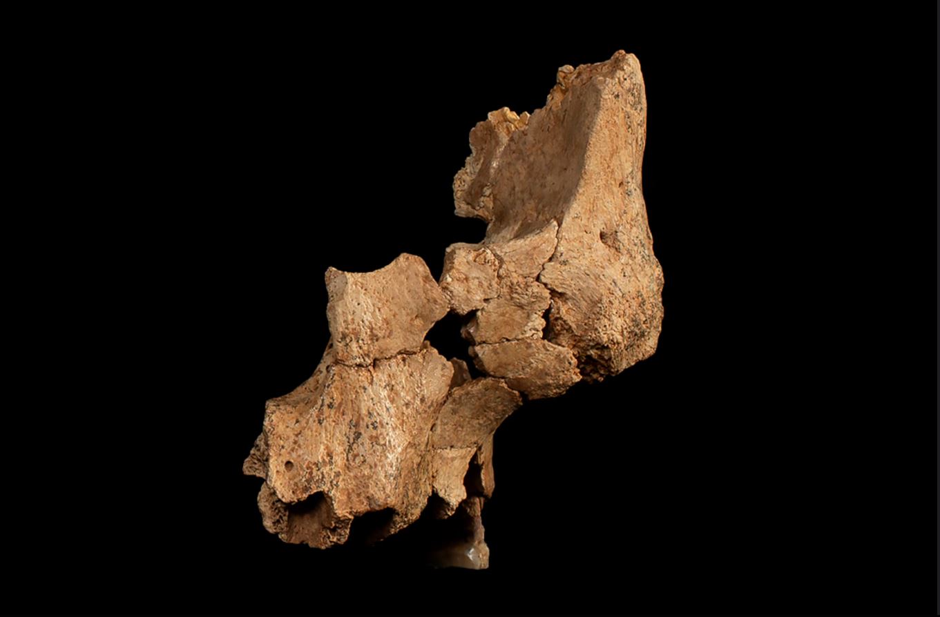 Fóssil de parte dos ossos da face de um ancestral humano tem entre 1,1 e 1,4 milhão de anos e foi encontrado numa gruta na Espanha. Trata-se do mais antigo europeu ocidental já conhecido