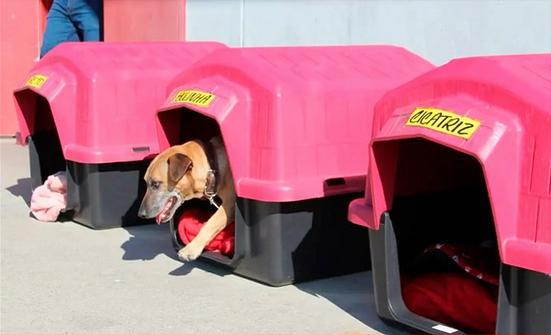 Cães do programa 'Cãolaborador' do Grupo Pereira ganham lar nas lojas e cuidam da segurança 