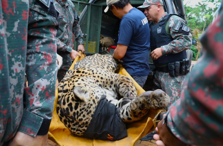 Onça envolvida em ataque é capturada no Pantanal e passa por exames no CRAS em Campo Grande