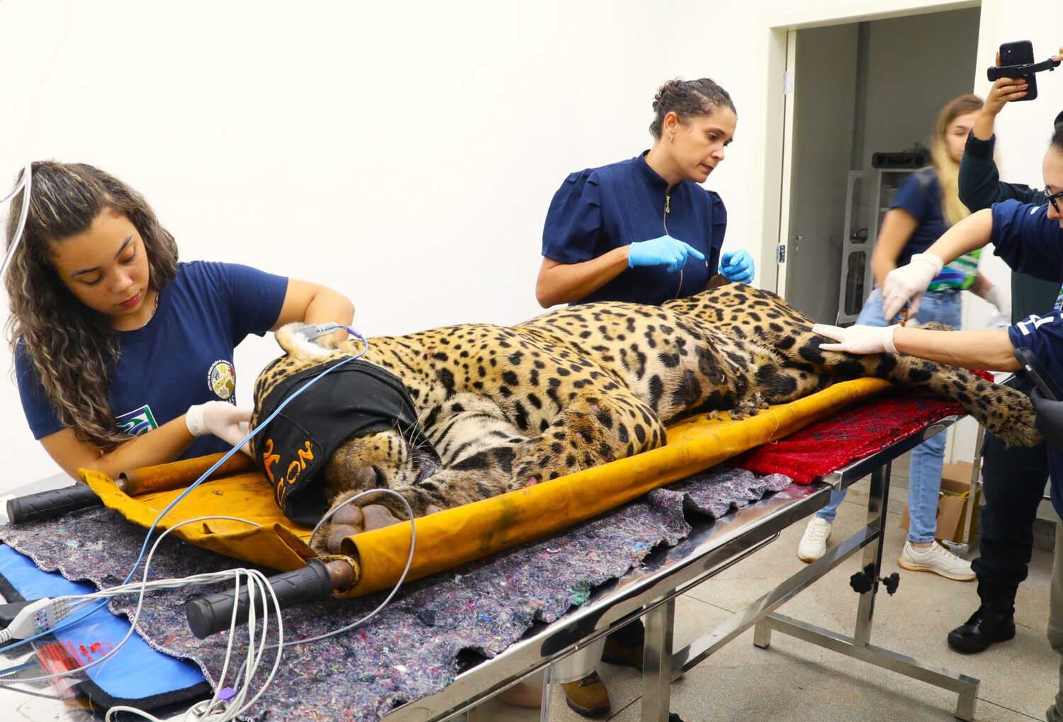 O CRAS vai realizar todos os procedimentos de saúde no animal