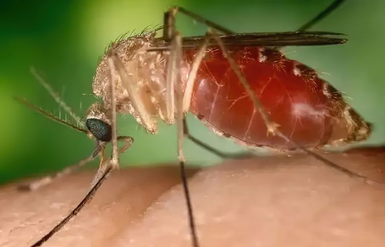 Mosquito maruim transmite a febre do oropouche - Conselho Federal de Farmácia/Divulgação