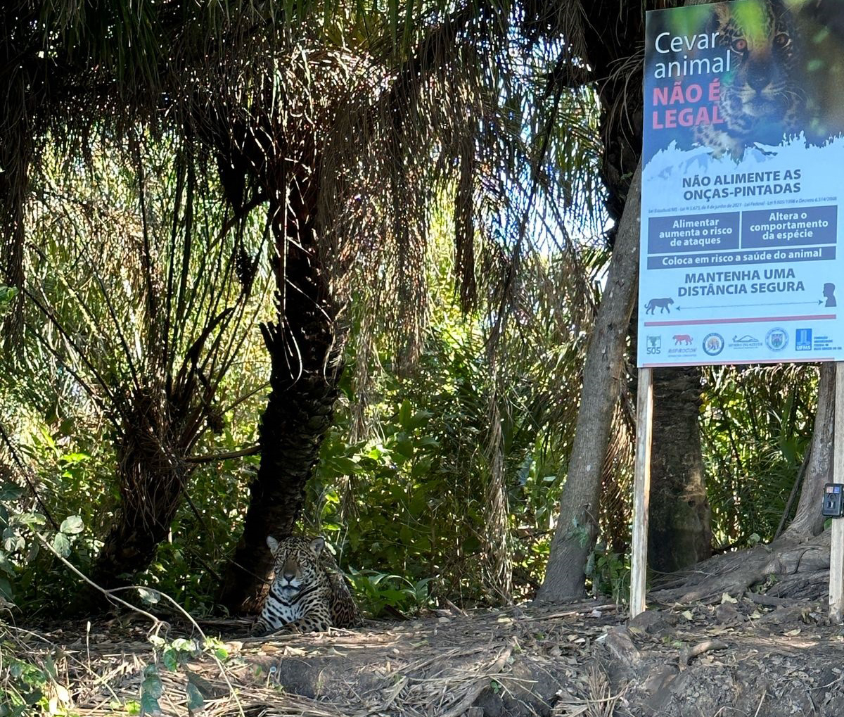 PMA divulgou nota onde faz um alerta para o risco de cevar os animais silvestres, além de ser crime ambiental