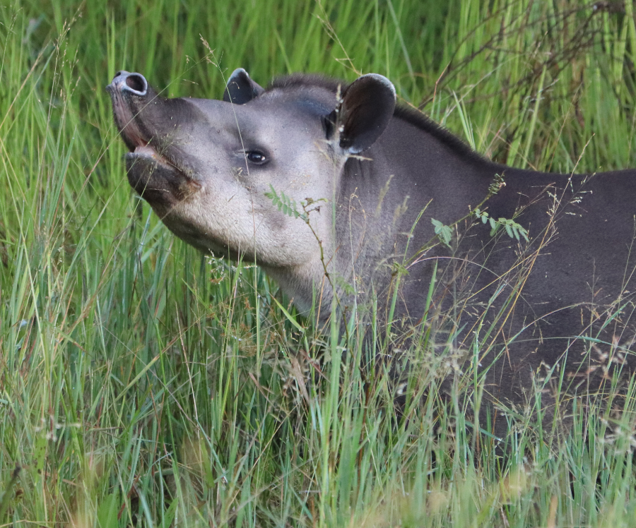 Valente, a anta resgatada dos incêndios no Pantanal, em seu retorno à natureza na região da Caiman, no Mato Grosso do Sul. Após 8 meses de tratamento, voltou a caminhar livre.