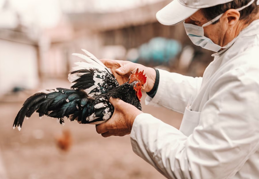 Profissionais que trabalham com aves devem utilizar equipamentos de proteção, como máscaras e luvas, para evitar uma possível contaminação 