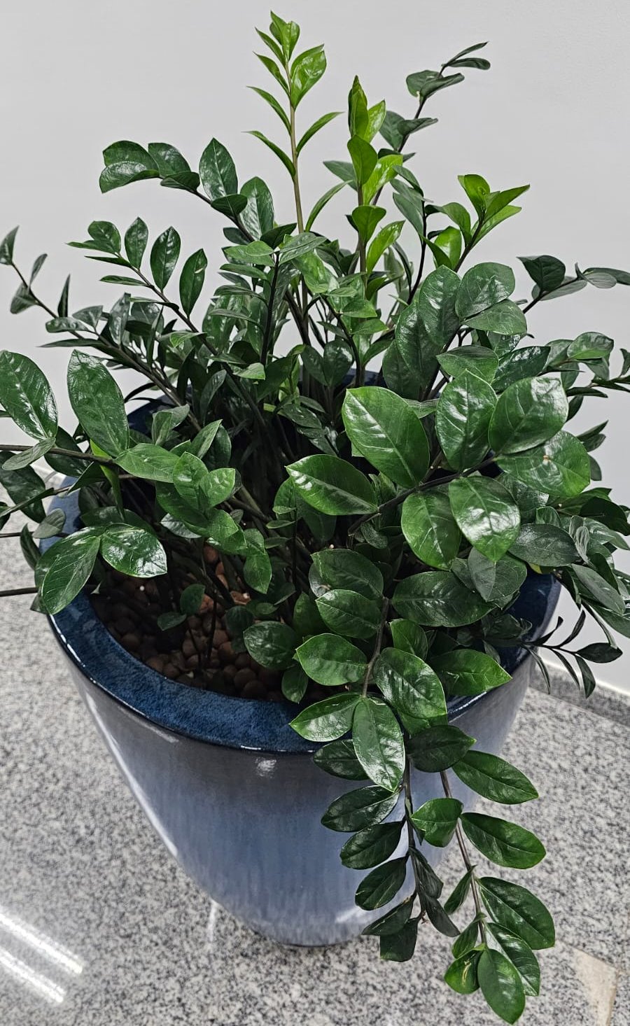 Adubo também alimenta as plantas de dentro da ALEMS (Foto: Aline Kraemer)