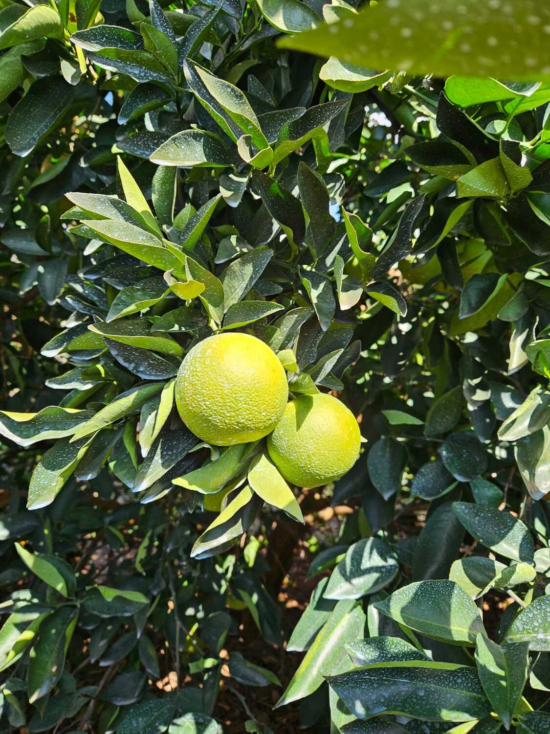 Pés de frutas cítricas são prejudicadas pela Murta 
