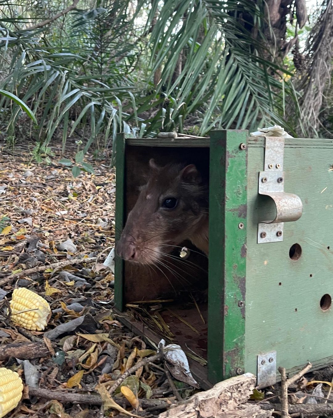 CRAS e Imasul soltam animais reabilitados no Pantanal, com monitoramento inédito e parceria do projeto Onçafari.