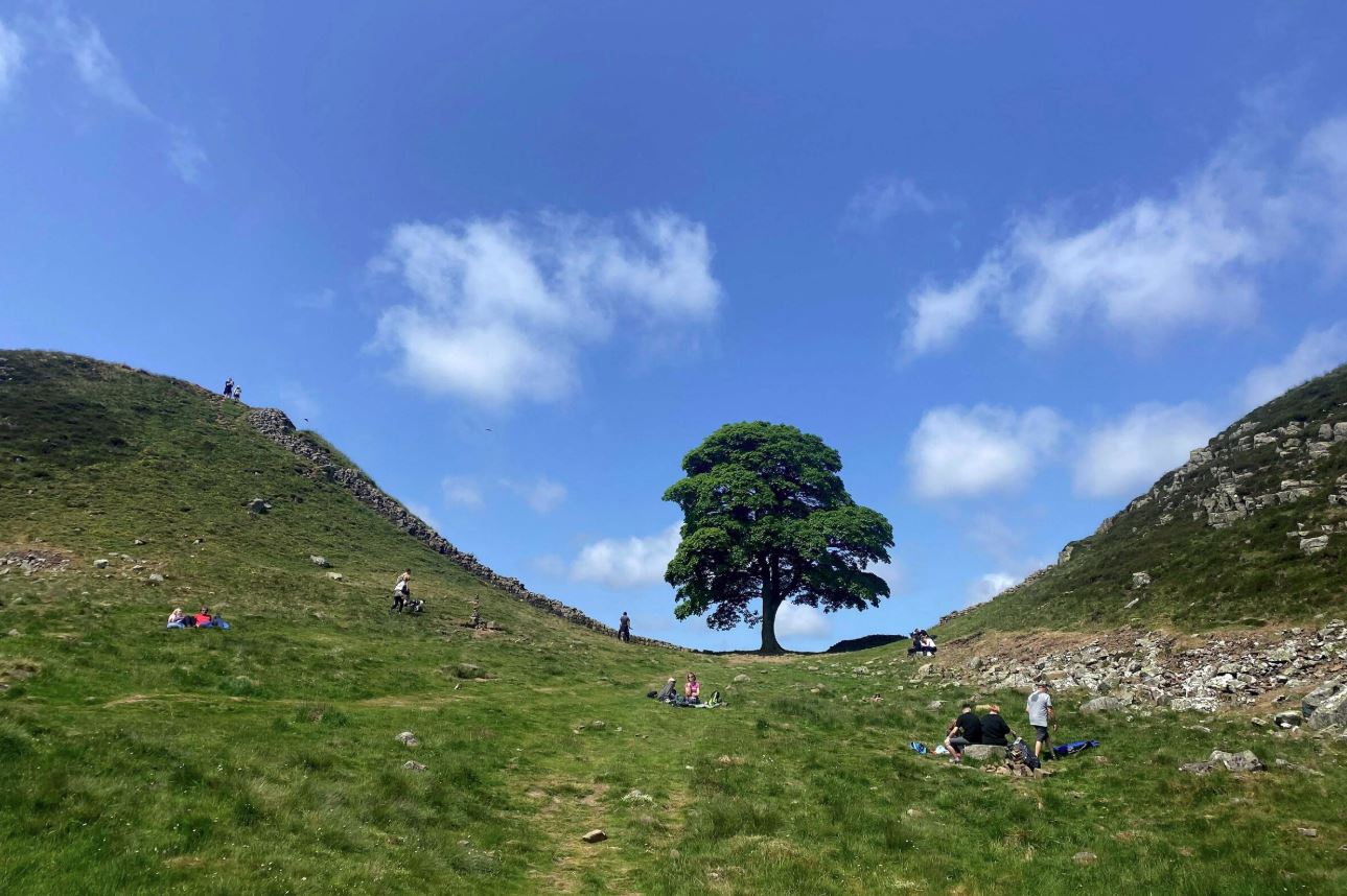 Foto tirada em junho de 2023 mostra a Sycamore Gap, uma das árvores mais icônicas do Reino Unido; sua derrubada gerou indignação nacional. 