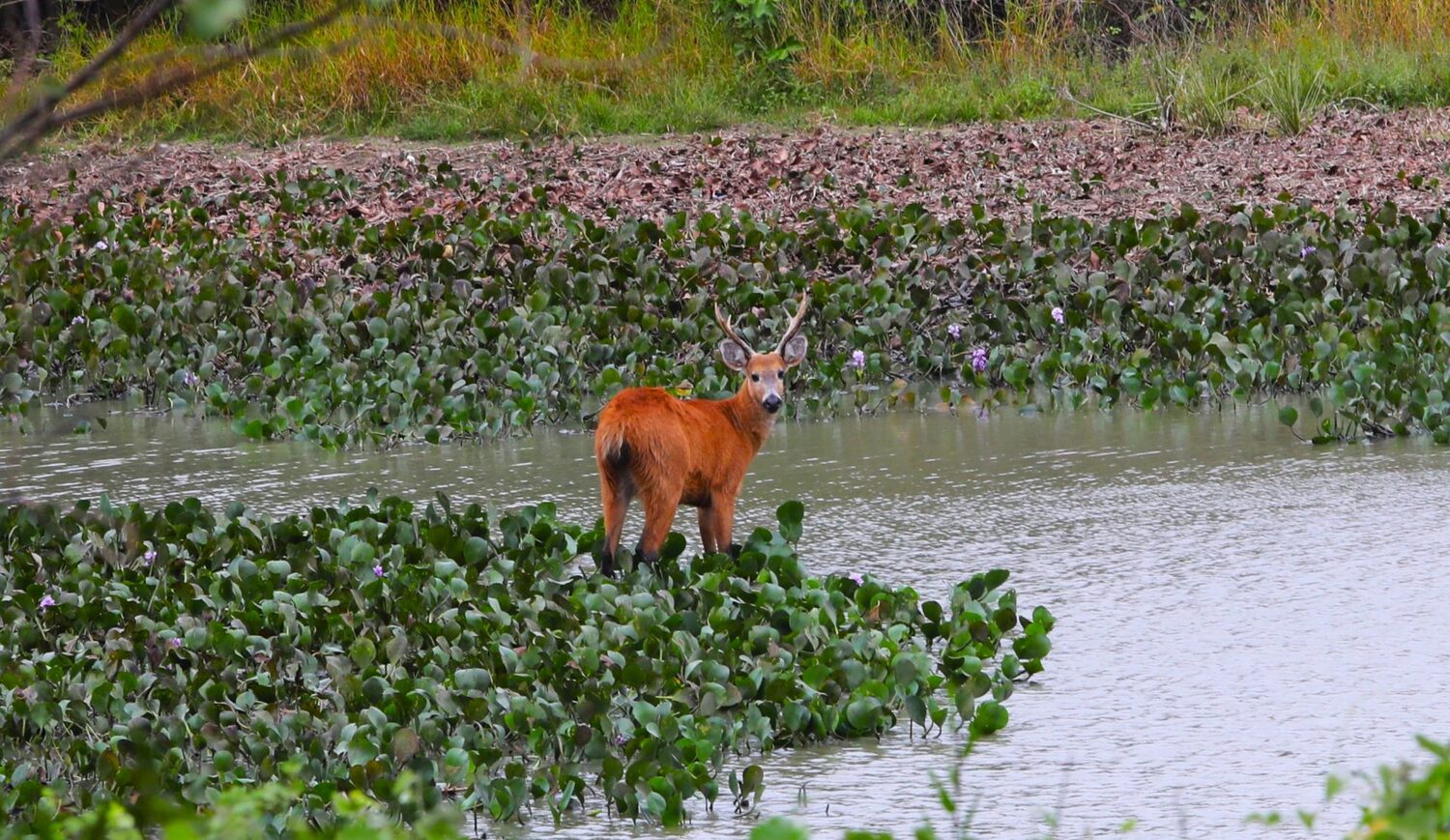 Pantanal próximo a Corumbá (Foto: Saul Schramm)