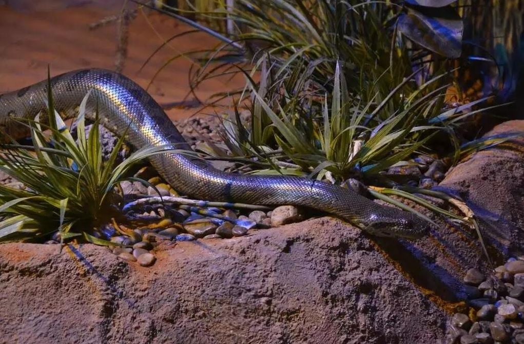 Com cerca de três anos e 2,5 metros de comprimento, Capitu foi resgatada de circo ilegal em Amambai (MS) e vive sob proteção no Bioparque.