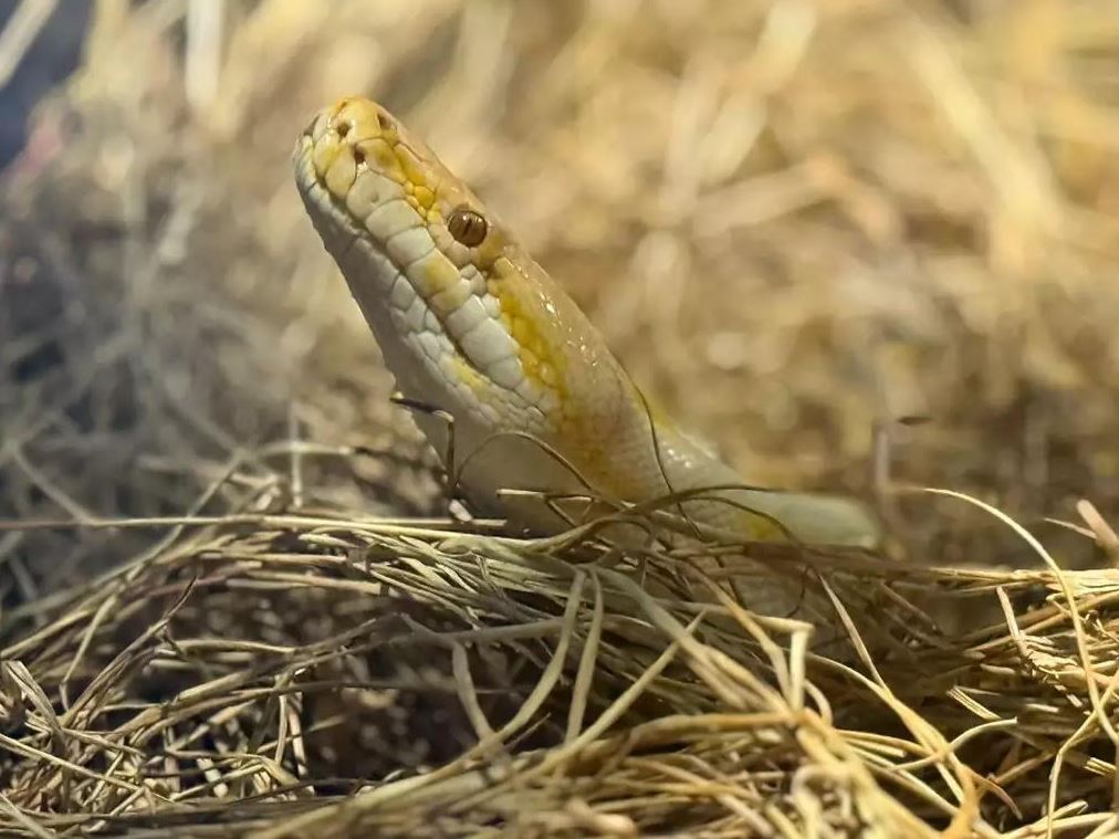 Animal recebe estímulos sensoriais e ambientais em espaço com iluminação especial e estrutura pensada para o bem-estar de serpentes irrecuperáveis.