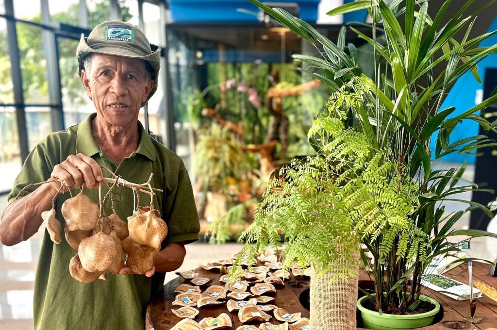 Jogo da memória é um dos jogos feitos com a semente do jacarandá