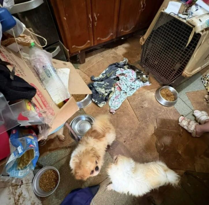 Porcos, gatos e cães foram encontrados em um sítio em Mairiporã (Foto: Divulgação/Governo SP)
