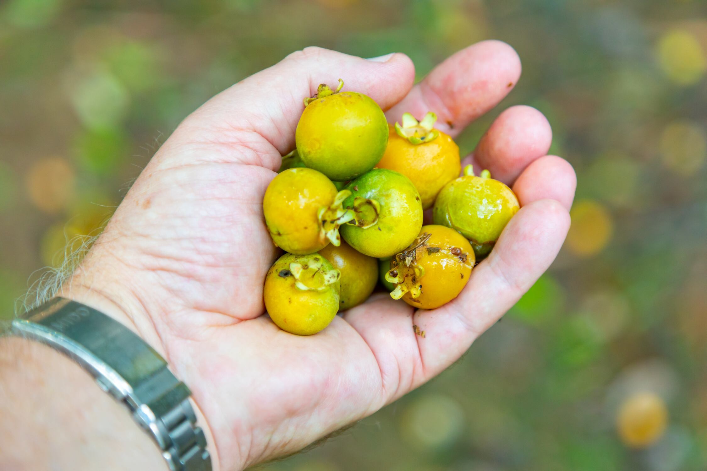 Nutricionistas destacam benefícios da guavira e de outros frutos que unem saúde, sabor e identidade regional