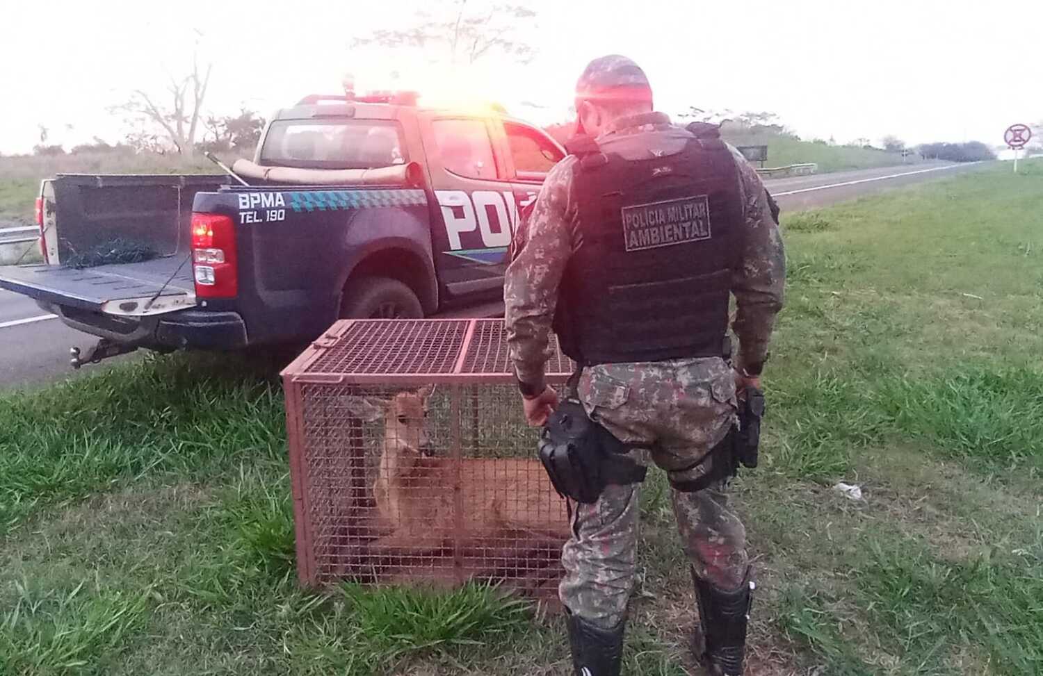 Policiais ambientais encontraram o cervo ferido às margens da MS-480 e fizeram o resgate com segurança