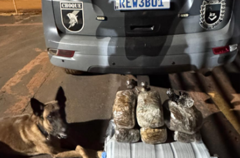 Alok ao lado de tabletes de maconha apreendidos em outra ação do Batalhão de Choque da PM; cão é treinado para localizar entorpecentes.