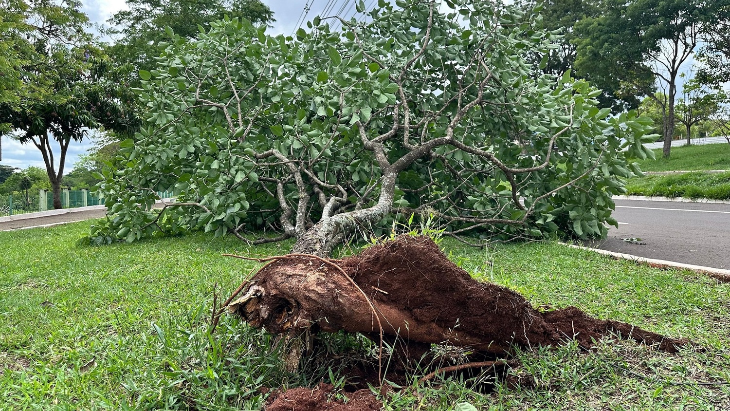Arvores e diversas estruturas foram destruídas com a tempestade do último domingo (2)