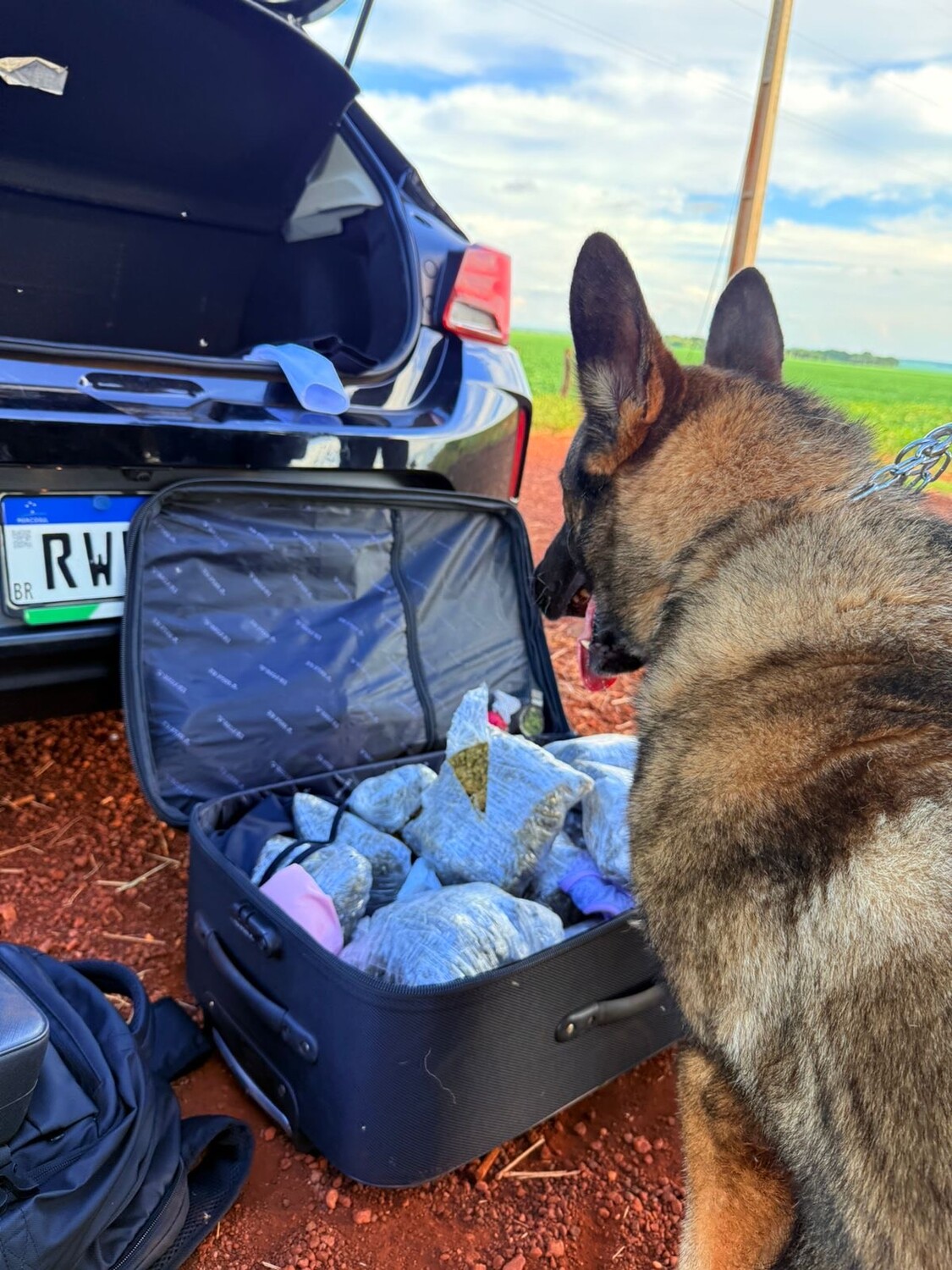 Em mais uma etapa da Operação FAROS, os cães K-9 da PMMS ajudaram na apreensão de quase 7 kg de droga em um carro que seguia de Ponta Porã para Curitiba. A suspeita foi detida em Maracaju