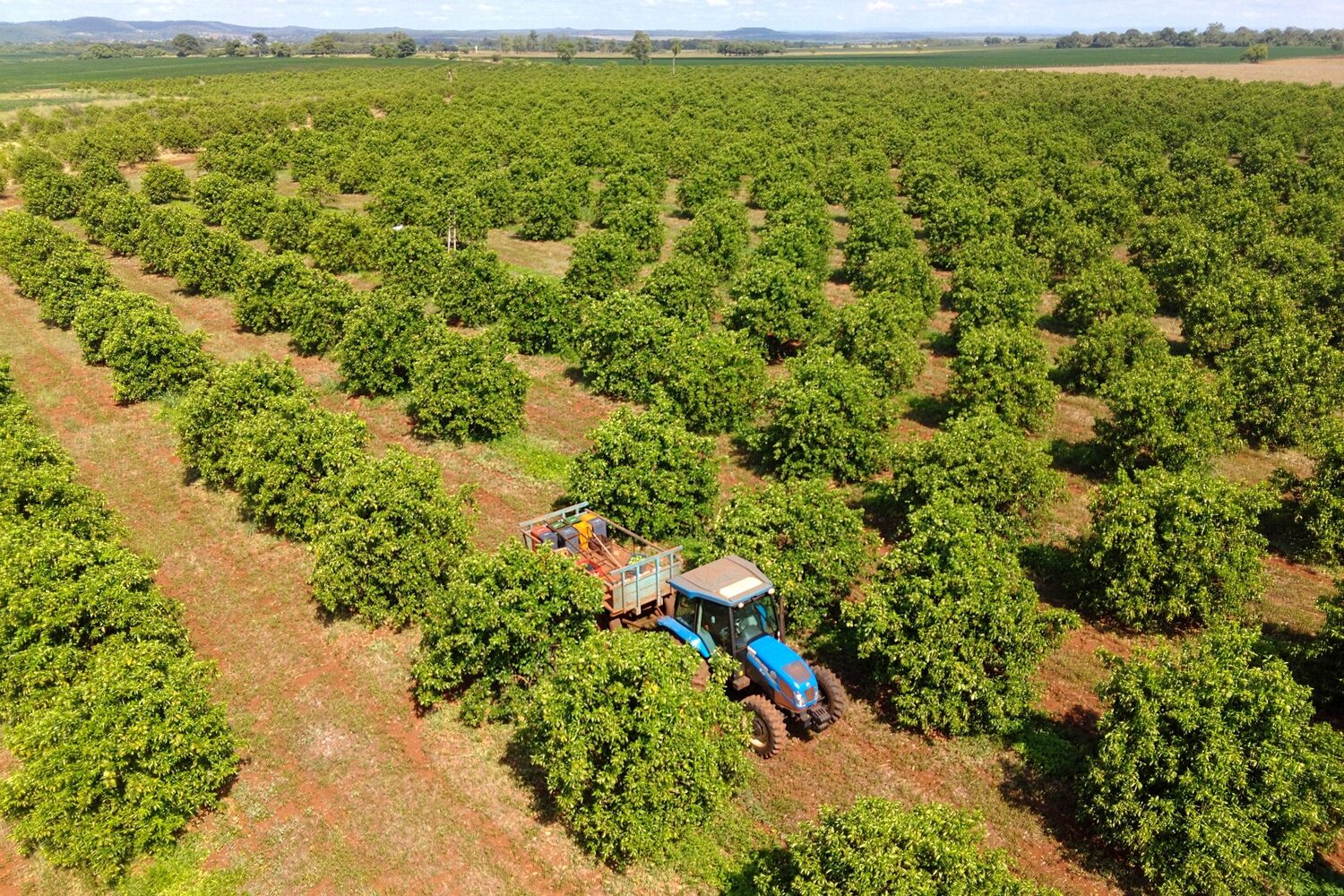Plantação de laranja em Mato Grosso do Sul. Estado projeta alcançar 50 mil hectares cultivados até 2030 para atrair novos investimentos.