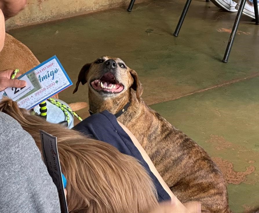 Programa estadual leva castração, orientação e cuidados veterinários a cães e gatos em diferentes regiões de MS 