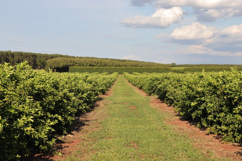 Com investimentos privados e apoio do Estado, pomares de citros ganham escala e projetam MS como novo polo da citricultura nacional.