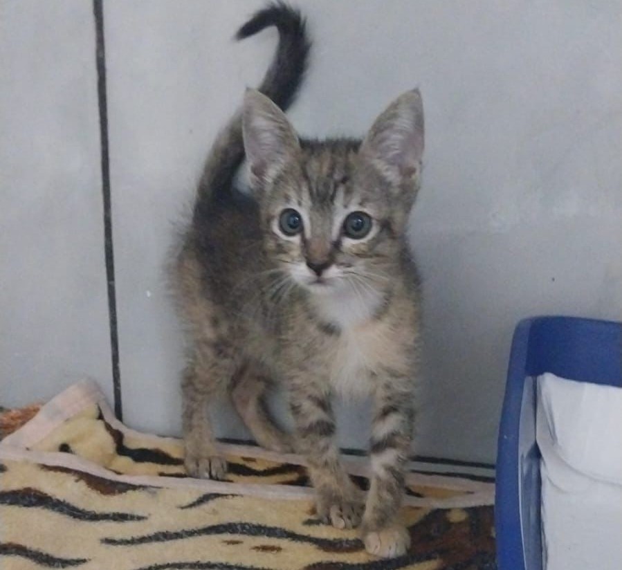 Cerca de 15 gatos estarão disponíveis para adoção