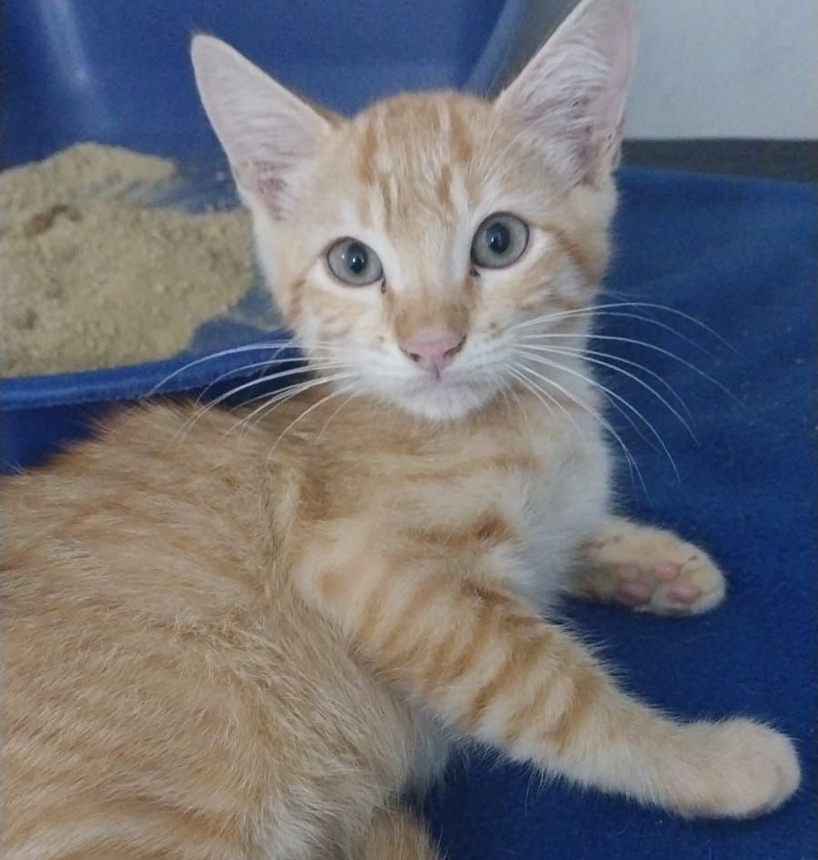 Amicats realiza feira de adoção de gatos na Cobasi neste sábado (10)