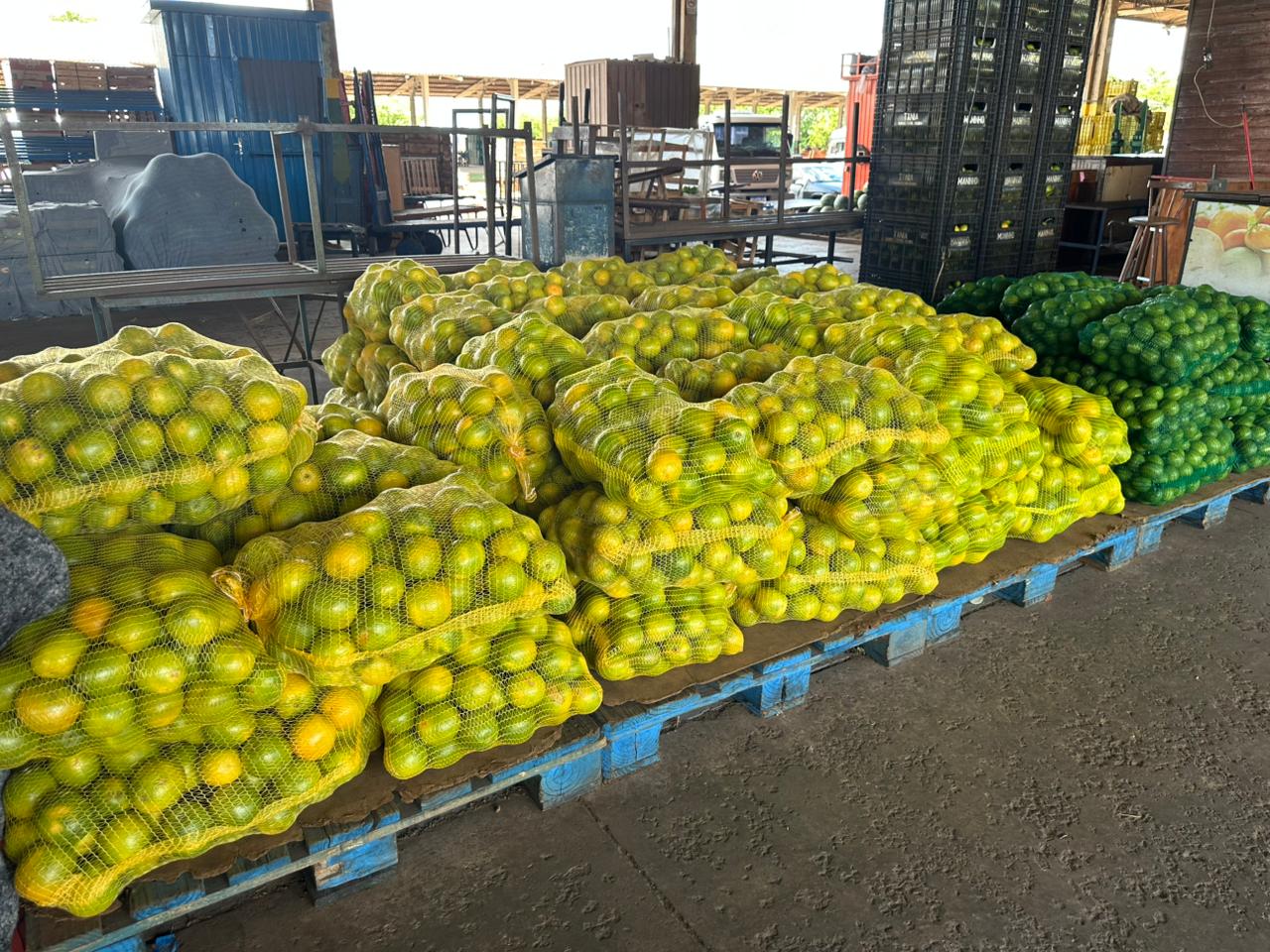 Laranja está entre os itens mais vendidos