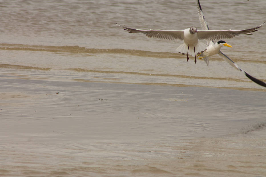 Parque Nacional da Lagoa do Peixe (RS) é santuário de aves migratórias 